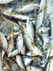 Fototapeta premium Photo of fresh mackerel in a box filled with ice sold at the market