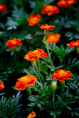 orange flowers in the garden