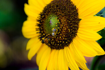 sunflower close up