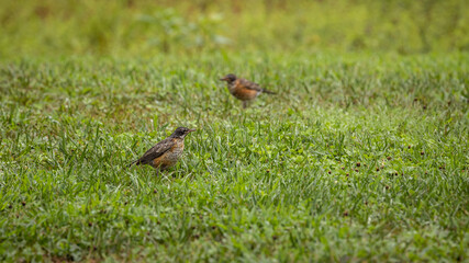 robins looking for food in the grass