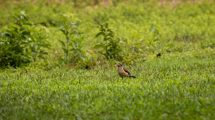 robin bird looking for food