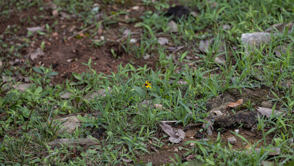 black-eyed Susan in a field