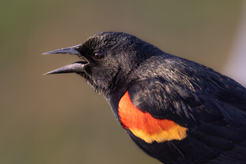 Red winged blackbird portrait at golden hour