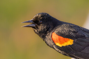 Red winged blackbird portrait at golden hour