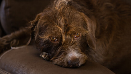 dog laying on the chair