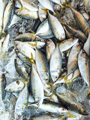 Obraz premium Photo of fresh mackerel in a box filled with ice sold at the market