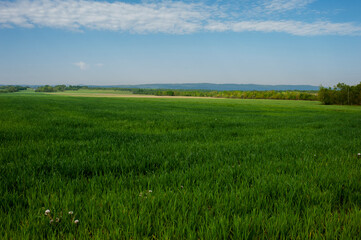 Field of young wheat. Green grass in the background, spring agriculture