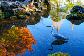 紅葉真っ盛りの金沢　日本三名園のひとつ兼六園