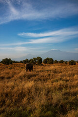 Obraz premium An elephant at Amboseli National Park photographing during the morning