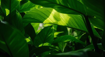 Obraz premium Leafy Canopy: Sunlit Green Foliage Close-Up