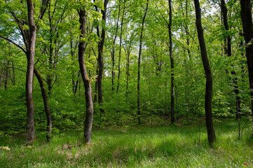 A majestic oak on the shore of a mountain lake. Beautiful lake shore in summer