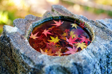 紅葉真っ盛りの金沢　日本三名園のひとつ兼六園