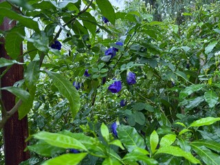 The butterfly pea flower, also known as Asian pigeonwings, is a tropical vine plant native to Southeast Asia. It is famous for its vibrant, deep blue or violet flowers, which are used as a natural foo