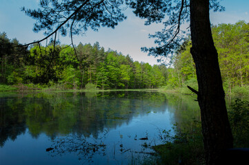 Obraz premium Spring panorama of a forest lake against a background of blue sky and distant mountains