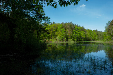 Obraz premium Spring panorama of a forest lake against a background of blue sky and distant mountains