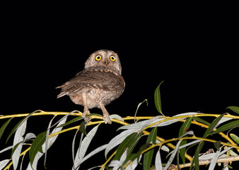 Eurasian scops owl, Otus scops. A bird sits on a willow branch against the backdrop of the night sky
