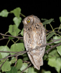 Eurasian scops owl, Otus scops. Late in the evening, a bird sits on a branch, looking away