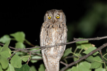Eurasian scops owl, Otus scops. Close-up of a bird sitting on a branch at night