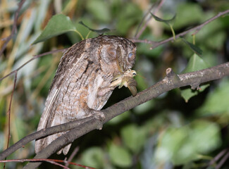 Eurasian scops owl, Otus scops. A bird sits on a branch, holding a locust in its claw