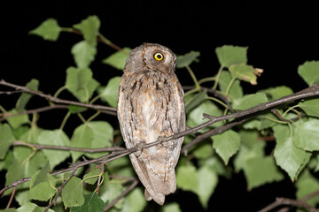 Eurasian scops owl, Otus scops. Late in the evening, a bird sits on a branch, looking away