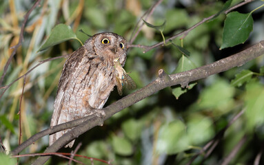 Eurasian scops owl. A bird sits on a branch, holding a locust in its claw, looking into the distance