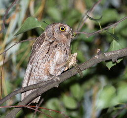 Eurasian scops owl, Otus scops. A bird sits on a branch, holding a locust in its claw