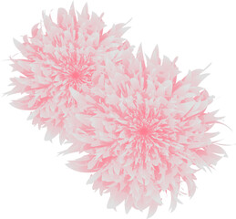 Elegant and delicate pink classical peony flowers