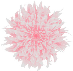 Elegant and delicate pink classical peony flowers