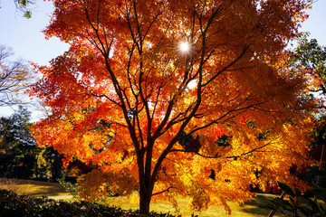 紅葉真っ盛りの金沢　本多公園