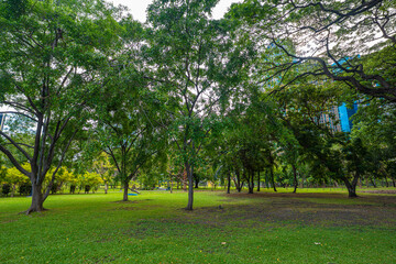 Green meadow tropical tree park forest agiant blue sky cloud