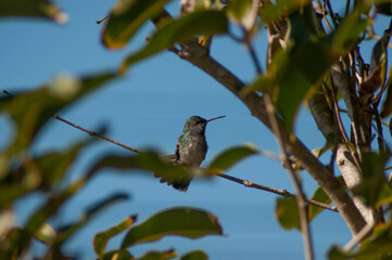 Hummingbird Perched on a Branch of a Tree