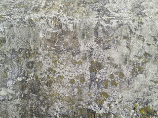 Grey concrete texture with moss. For background.
