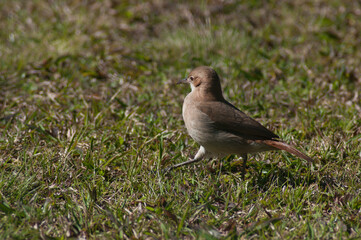 a small bird in the grass