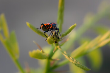 firebug on a branch in the morning light