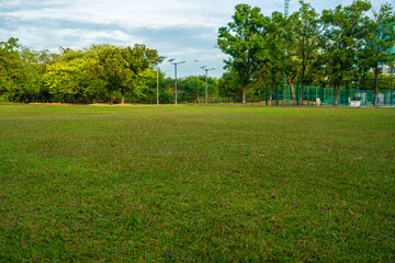 Obraz premium Green meadow tropical tree park forest agiant blue sky cloud