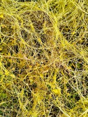 close-up view tali putri or cuscuta of the parasitic plant. The golden-yellow, thread-like tendrils intertwine and cover its host plant.