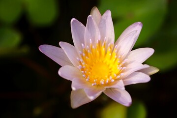Close-Up of White and Light Purple Water Lily with Yellow Center – Tropical Aquatic Flower Photography for Botanical & Wellness Niche