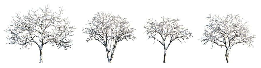 Snow-Laden Apple Tree Frosted Malus in winter season isolated png on a transparent background premium nature cutout