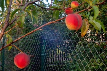 Peach ripening on the tree
Peach tree first fruits ready for harvest.