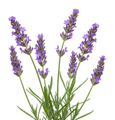 Obraz premium Lavender plant display botanical garden floral bright aromatic herb. Cut out png
