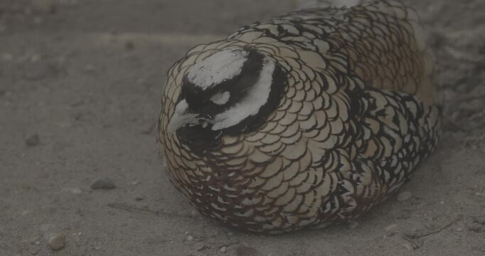 Reeves's pheasant sleeping in yard. Syrmaticus reevesii is a large pheasant within the genus Syrmaticus. It is endemic to China. Close up.