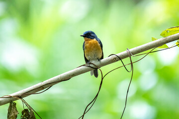 Tickell's blue flycatcher perched on a tree branch in a nice blurred green back ground.