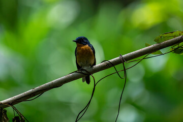 Tickell's blue flycatcher perched on a tree branch in a nice blurred green back ground.