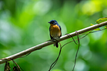Fototapeta premium Tickell's blue flycatcher perched on a tree branch in a nice blurred green back ground.