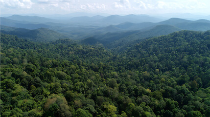 Naklejka premium An aerial view of a dense forest stretching towards the distant mountain horizon (3)