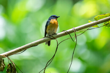 Tickell's blue flycatcher perched on a tree branch in a nice blurred green back ground.