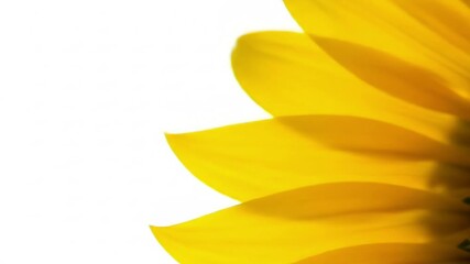 Bright close-up of a sunflower petal against a white background. - Powered by Adobe