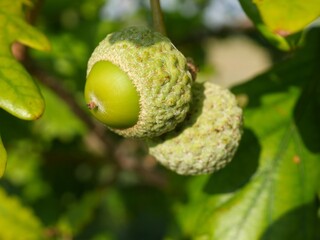 Macro Shot of Unripe Green Shumard Oak Acorns on Tree in Summer, Boulder, Colorado © Ted Iwabuchi Nature