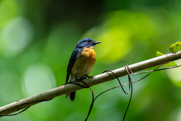 Tickell's blue flycatcher perched on a tree branch in a nice blurred green back ground.