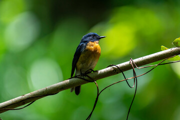 Tickell's blue flycatcher perched on a tree branch in a nice blurred green back ground.